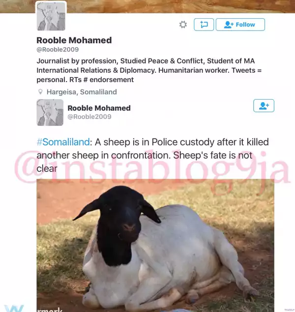 Shocking!! See How A Sheep was arrested in Somaliland for killing another sheep during fight